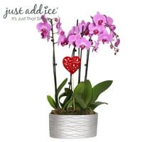 Просто добавете лед 16-30 Ден на Свети Валентин розова орхидея живо растение в 10 Сребърен керамичен съд с червено сърце, Стайни растения