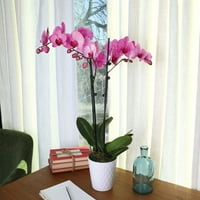 Просто добавете лед 16-30 акварел розов Премиум орхидея живо растение в 5 бяла керамична саксия, Стайни растения